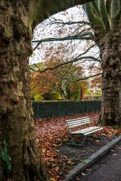Old resting bench between two big oak trees in a park during autumn with colo Fotos de archivo