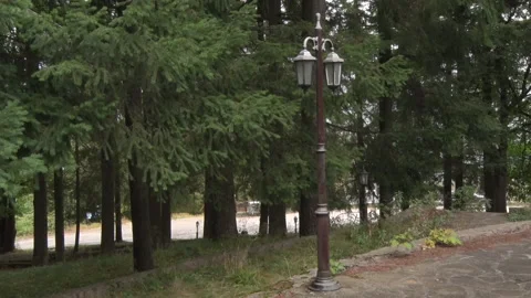 Old retro lamppost in the forest Stock Footage 229168833
