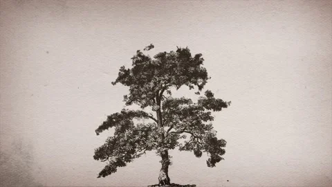 Old Retro Tree Drawing Ink Reveal Stock Footage 236401245