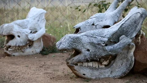 Old rhino skulls Stock Footage 93048937