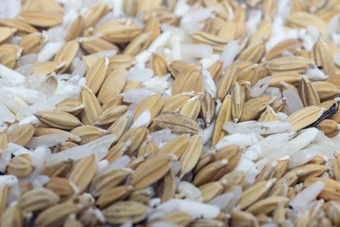 A old rice close up Stockfoto's