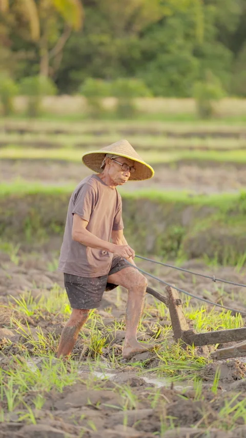 Old rice farmer in developing country ploughing paddy field or plantation Stock Footage 313325843
