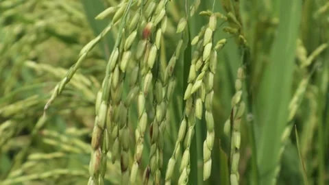 Old rice plants are ready to be harvested Stock Footage 246430718