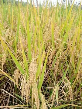 Old Rice Still on the Stem Stock Photos