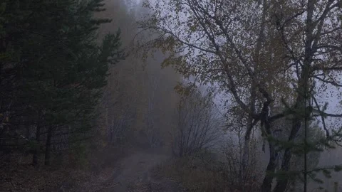 Old road in the autumn  forest Stock Footage 269446022