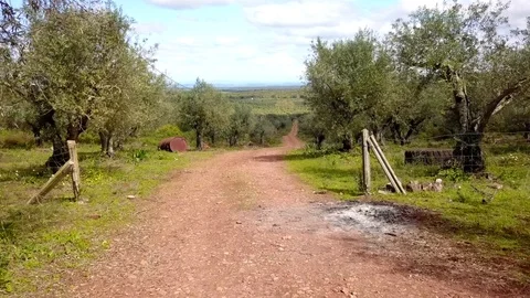 Old Road in the forest Stock-Footage 126735020