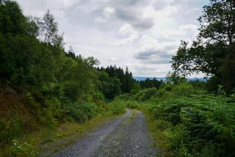 Old road in the middle of wilderness and forest 写真素材