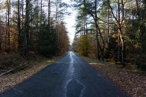 An old road passing through the forest in autumn Stock Photos