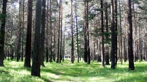 Old road in a pine forest. Siberia. Khakassia. Stock Footage 51222022