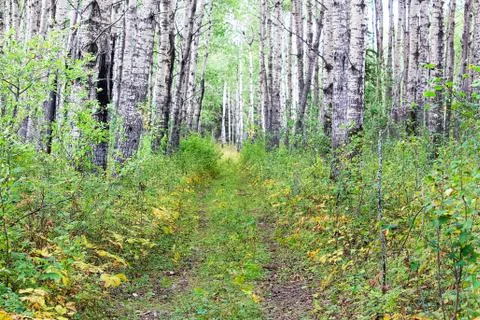 An old road through a forest in the fall Stock Photos