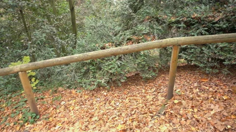 Old road through the forest Stock Footage 98793540