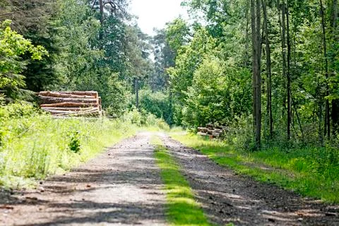 Old road on wold forest background best quality Stock Photos