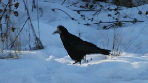 Old Rook walking on snow, Corvus frugilegus Video stock 21879438