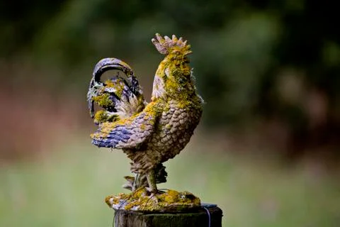 Old Rooster Statue Stock Photos