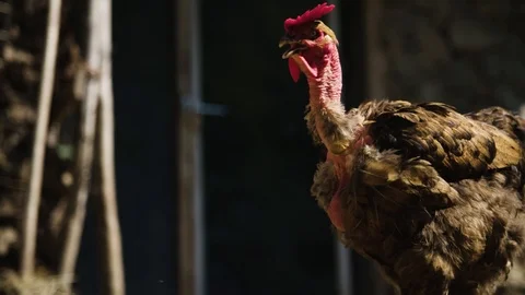 Old rooster walking 動画素材 92410366