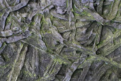 Old root and rope texture Stock Photos