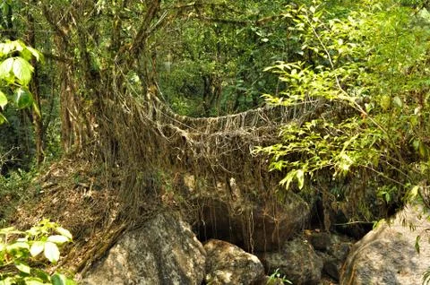 Old root bridge in india Foto stock