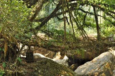 Old root bridge in india Stock Photos