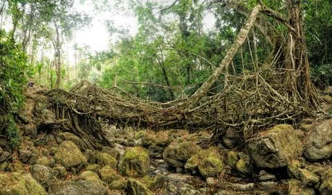 Old root bridge in india Stock Photos