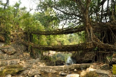 Old root bridge in India Stock Photos