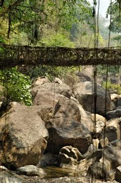 Old root bridge in India Stock Photos