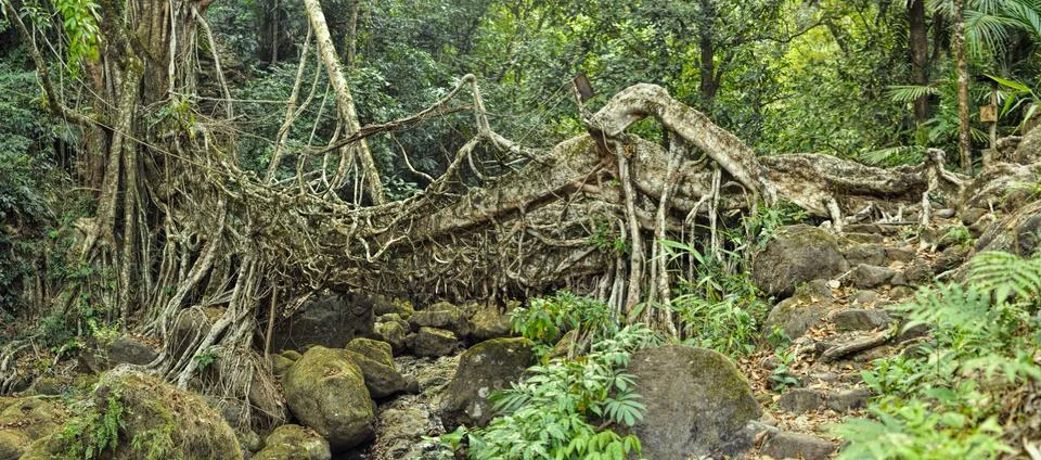 Old root bridge in India Stock Photos