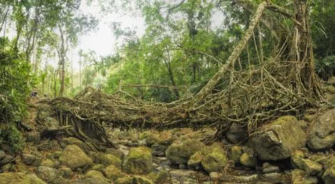 Old root bridge in India Stock Photos