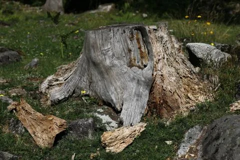 Old root Stock Photos