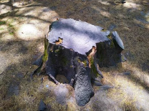 Old root of a pine tree in the forest. Stock Photos