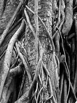 Old Root of Sacred Fig or Bodhi Tree, Black and White Stockfoto's