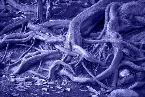 Old root of the tree in the forest Stock Photos