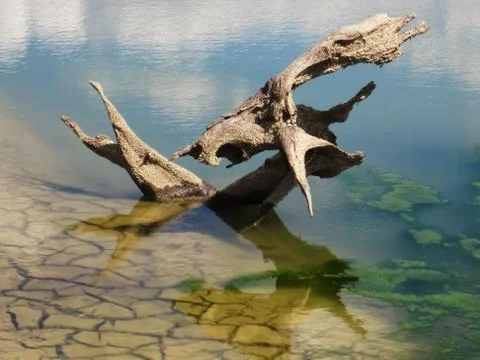 Old rooten root Foto stock