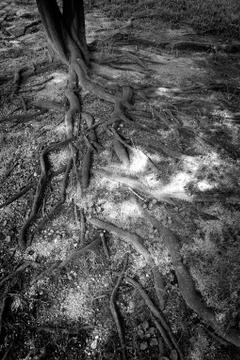 Old roots of trees. Stock Photos