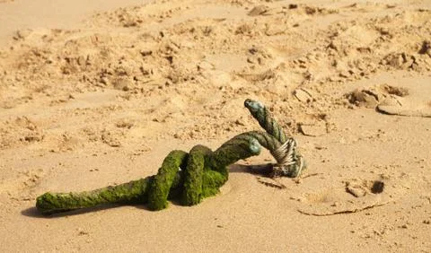 Old rope with green algae at the beach Stock-Fotos
