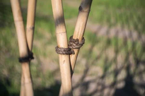 Old rope Stock Photos