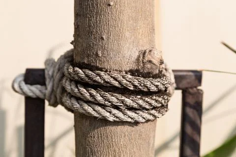 Old rope on tree Stock Photos