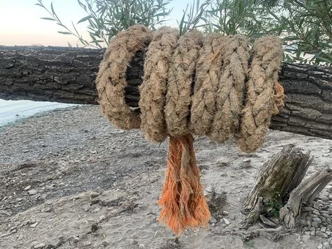 Old rope on a tree Stock Photos