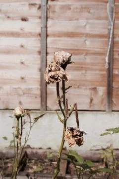 Old rose in garden Foto stock