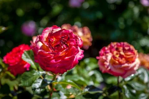 Old rose Stock Photos