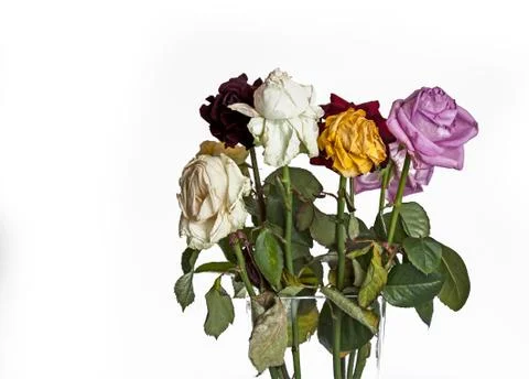 Old roses Stock Photos