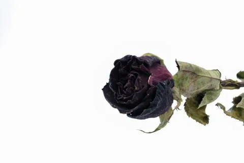 The old roses. Stock-Fotos