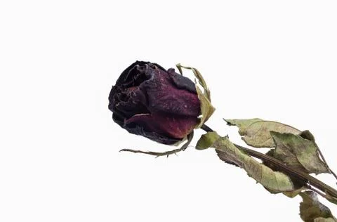 The old roses. Foto stock