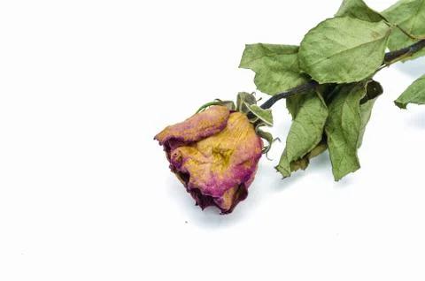 The old roses. Stockfoto's