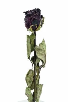The old roses. Stock Photos