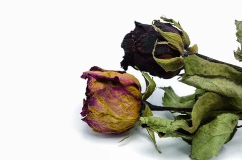 The old roses. Stock-Fotos