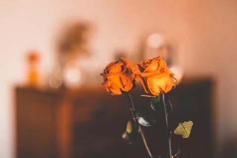 Old roses Stock-Fotos