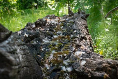 An old rotted fallen tree against a background of green vegetation Stock Photos
