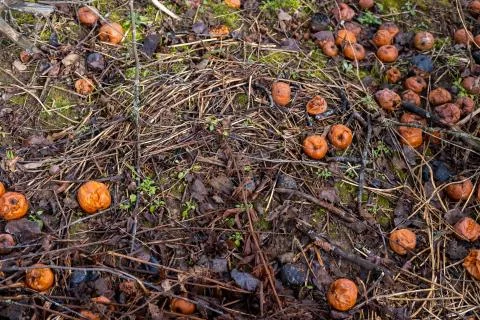 Old rotten apples on the ground. Stock Photos