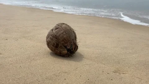 Old rotten coconut at the empty tropical beach Stock Footage 277607382
