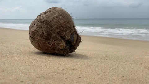 Old rotten coconut at the empty tropical beach Stock Footage 277607486